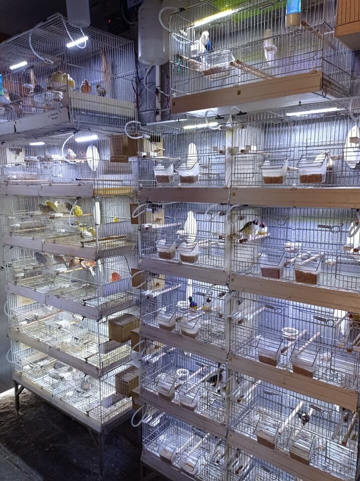Galleria Associazione Ornitologica Cremasca — immagine 30