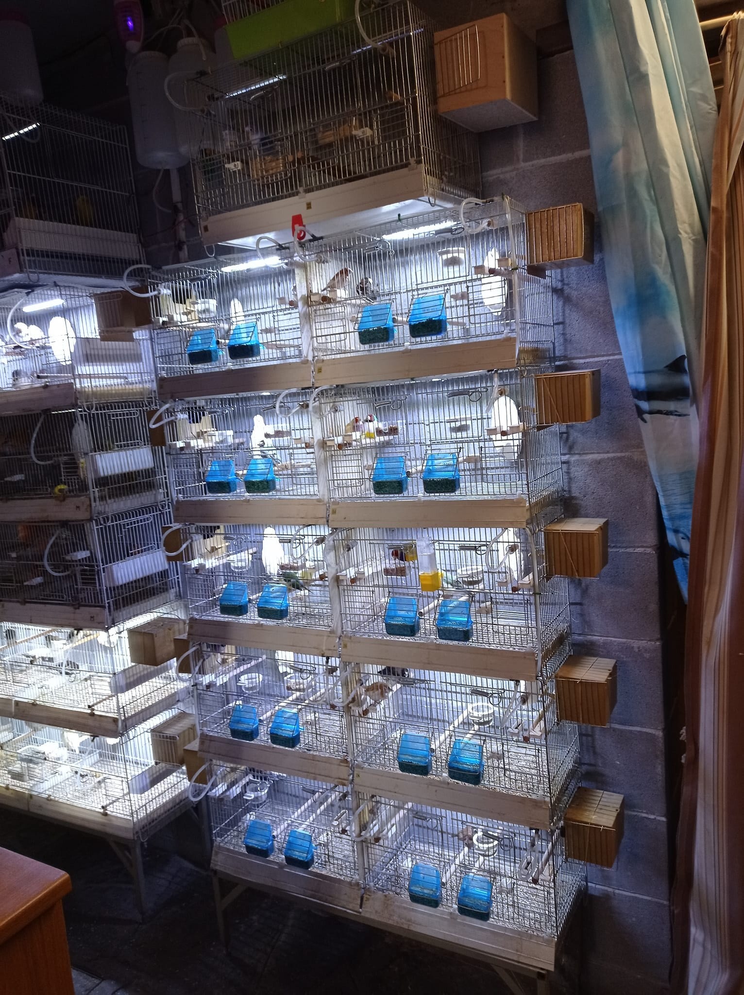 Galleria Associazione Ornitologica Cremasca — immagine 57