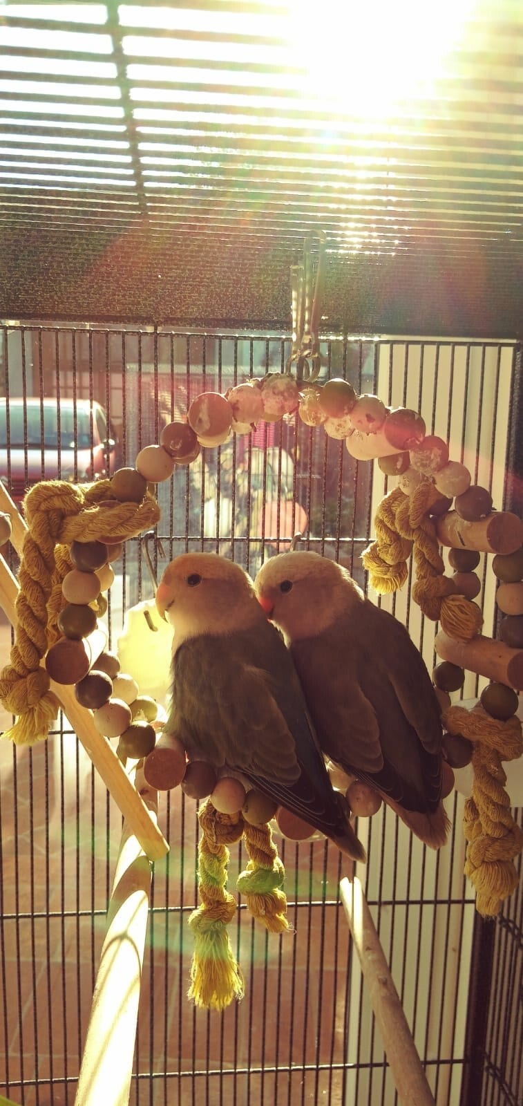 Galleria Associazione Ornitologica Cremasca — immagine 62